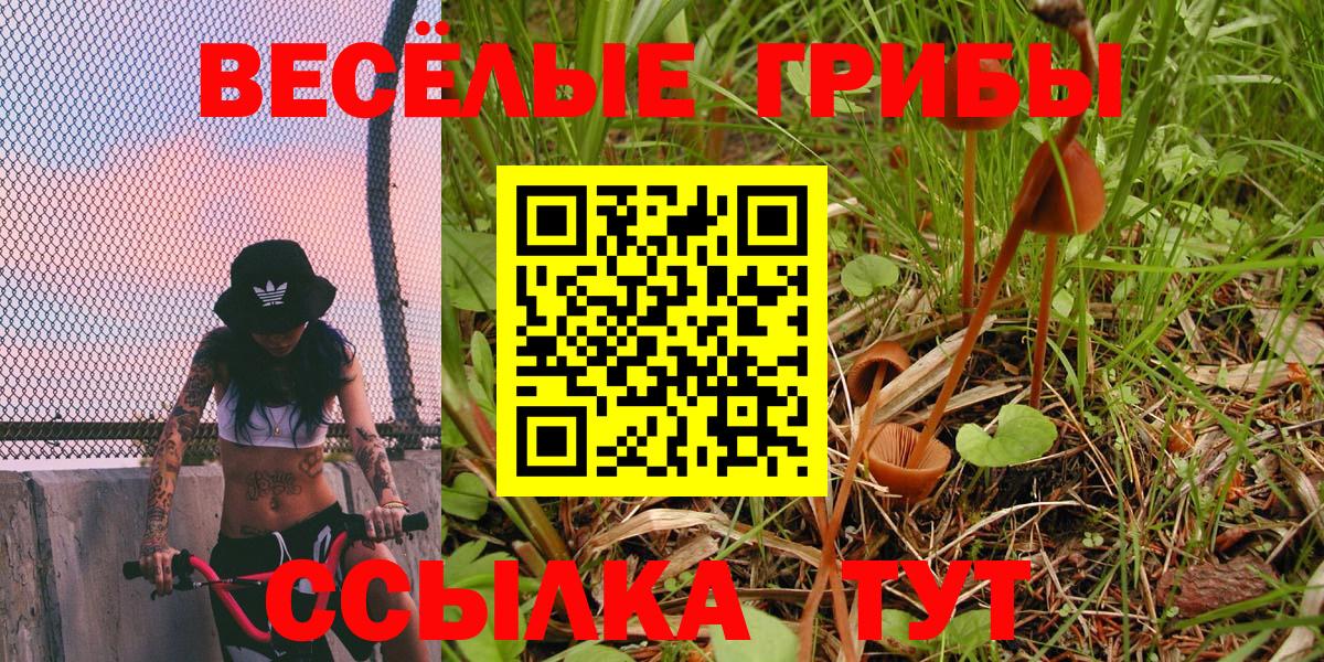 Псилоцибиновые грибы Psilocybe  Вход с VPN  Ивантеевка 
